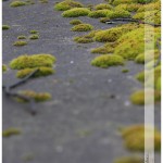_MG_3806